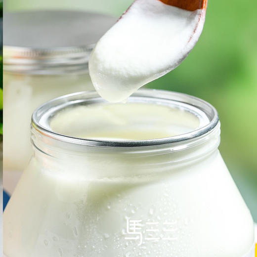 【近期生产】马三三家庭装原味酸奶1kg 商品图3