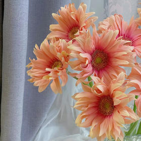 亚丁丨品牌弗朗菊丨10支