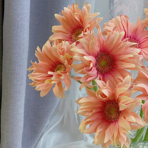 亚丁丨品牌弗朗菊丨10支 商品图0