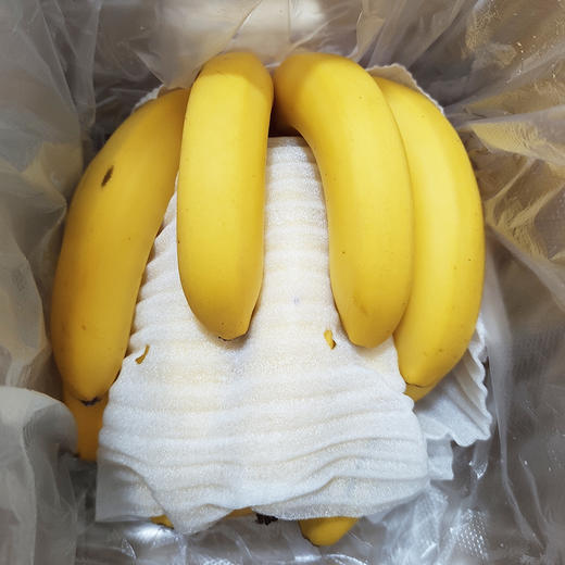 特惠活动『云南威廉斯香蕉』香甜柔糯，肉质细腻，青皮发货，需自行捂熟后食用 商品图10