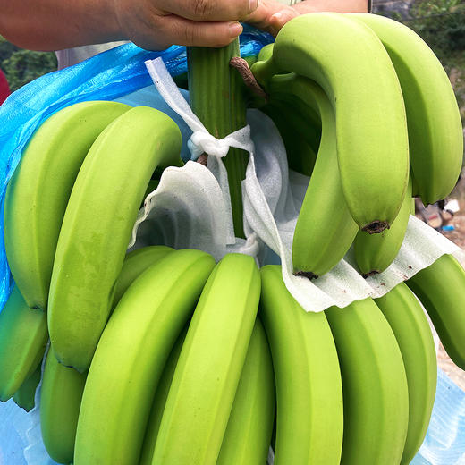 特惠活动『云南威廉斯香蕉』香甜柔糯，肉质细腻，青皮发货，需自行捂熟后食用 商品图9