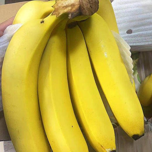 特惠活动『云南威廉斯香蕉』香甜柔糯，肉质细腻，青皮发货，需自行捂熟后食用 商品图11