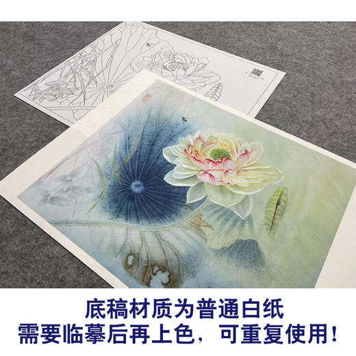 【大彩图】杨冬冬工笔画白描底稿小品《碧玉落水中》荷花临摹勾线花鸟线稿HD18 商品图3