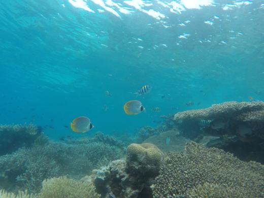 【仙本那卡帕莱跳岛游】高性价比|马布岛-卡帕莱线路|可选浮潜、体验深潜、有证深潜（不含上岛费） 商品图1