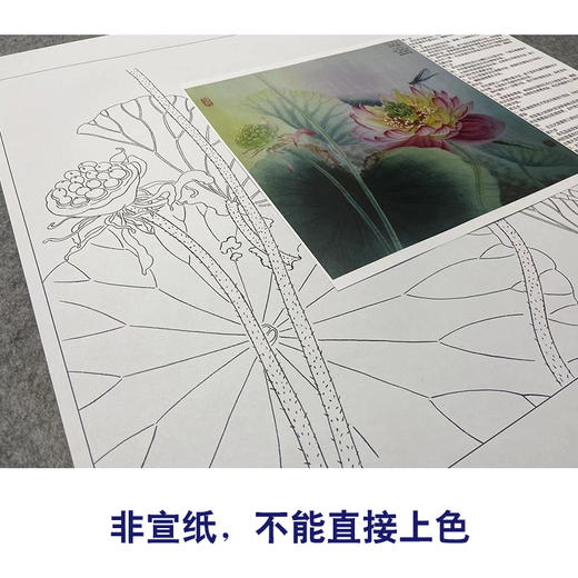 【大彩图】杨冬冬工笔画白描底稿小品《莲蕊染香尘》荷花临摹勾线花鸟线稿HD24 商品图2