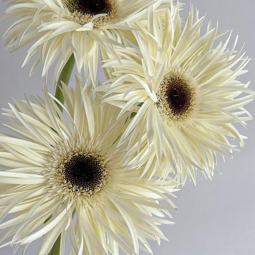 白拉丝丨品牌弗朗菊丨20支 商品图1