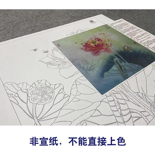 【大彩图】杨冬冬工笔画白描底稿小品《双影共分红》荷花临摹勾线花鸟线稿HD22 商品图2