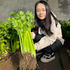 每日现摘  密农人家芹菜  生态种植  茎绿多汁  鲜嫩清脆  1斤 商品缩略图3