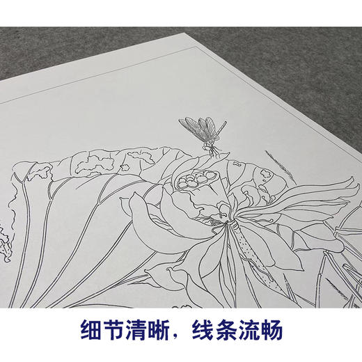 【大彩图】杨冬冬工笔画白描底稿小品《独照玉容秋》荷花临摹勾线花鸟线稿HD28 商品图4