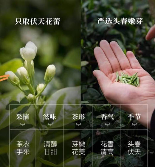 【2023新茶 茉莉小茶王】耐泡口感好，口感醇厚，芳香四溢，滋味浓郁，香气持久高扬，滋味鲜爽生津。广西核心产区，叶片完整不碎，6窖工艺，叶花比例6比1，对标吴某泰、张某元680元一斤的货。250克/包 商品图1