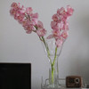 大花蕙兰丨浅粉色丨1株 商品缩略图0