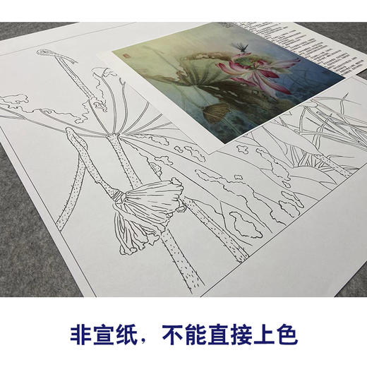 【大彩图】杨冬冬工笔画白描底稿小品《独照玉容秋》荷花临摹勾线花鸟线稿HD28 商品图2