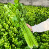 每日现摘  密农人家芹菜  生态种植  茎绿多汁  鲜嫩清脆  1斤 商品缩略图2