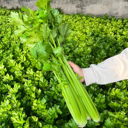 每日现摘  密农人家芹菜  生态种植  茎绿多汁  鲜嫩清脆  1斤 商品图2