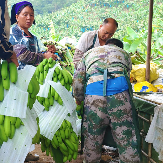 特惠活动『云南威廉斯香蕉』香甜柔糯，肉质细腻，青皮发货，需自行捂熟后食用 商品图6