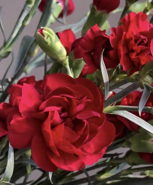 【稀有系列】多丁康乃馨-（茉莉）红色 约20枝/扎 商品图4