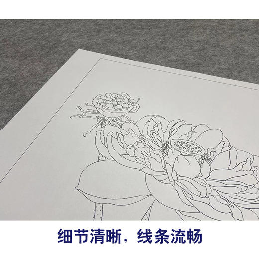 【大彩图】杨冬冬工笔画白描底稿小品《花娇欲语》荷花临摹勾线花鸟线稿HD25 商品图4