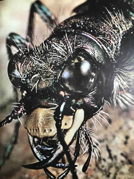 拉鲁斯动物世界百科全书 1000余幅彩色插图 精装大16开 商品图12