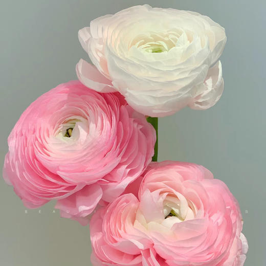 荷花酥洋牡丹丨8支+2支防损【收到一定要带外包装一起醒花】 商品图2