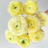 奶油黄洋牡丹丨8支+2支防损【收到一定要带外包装一起醒花】 商品缩略图0