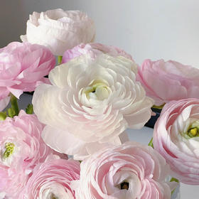 荷花酥洋牡丹丨8支+2支防损【收到一定要带外包装一起醒花】