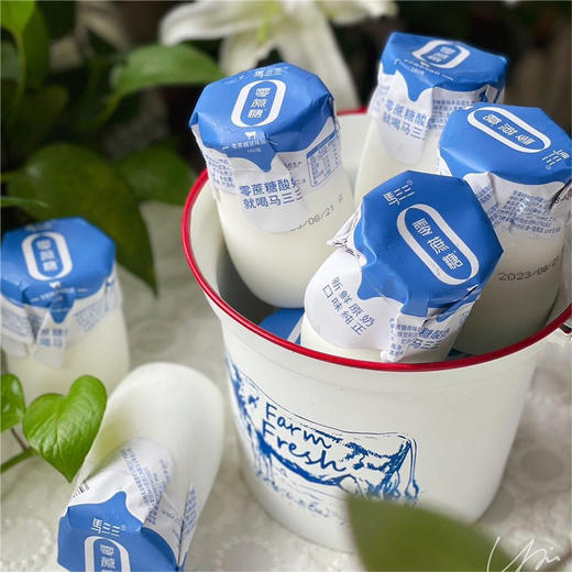 【近期生产】马三三零蔗糖小白罐酸奶 商品图0