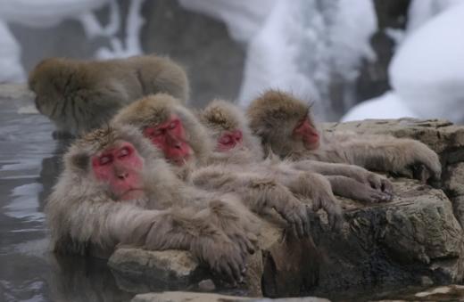 新宿出发 雪猴 1天巴士之旅【需二次确认】B-0030 商品图2