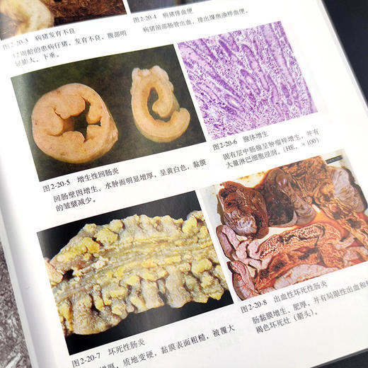 猪病诊治彩色图谱（第四版）【中国农业出版社官方正版，可开发票，下单时留开票信息和电子邮箱】 商品图5