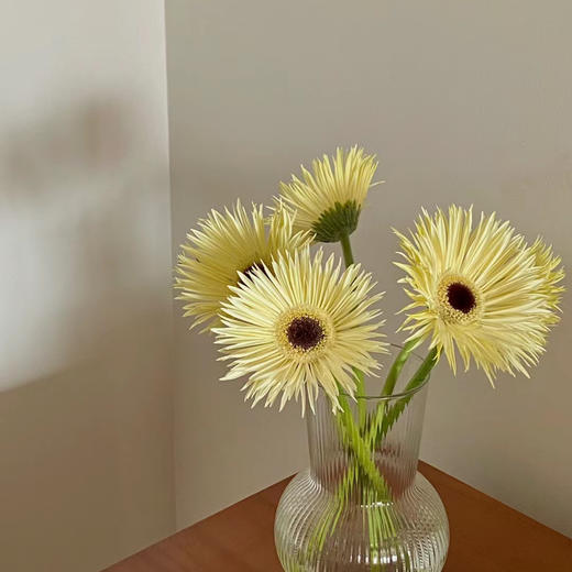 白拉丝丨品牌弗朗菊丨20支 商品图3