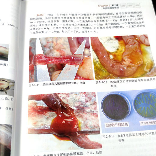 鱼病诊治彩色图谱（第二版）【中国农业出版官方正版】 商品图4