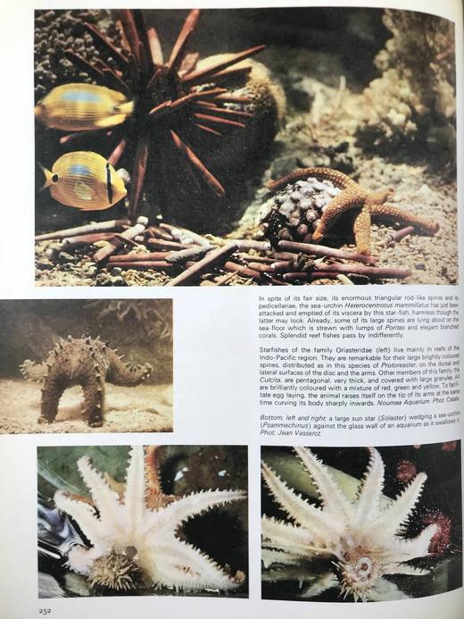 拉鲁斯动物世界百科全书 1000余幅彩色插图 精装大16开 商品图7