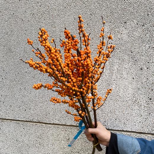 精品A级北美冬青富贵籽多款选择 商品图9