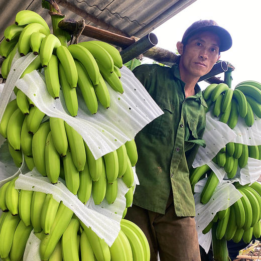 特惠活动『云南威廉斯香蕉』香甜柔糯，肉质细腻，青皮发货，需自行捂熟后食用 商品图8
