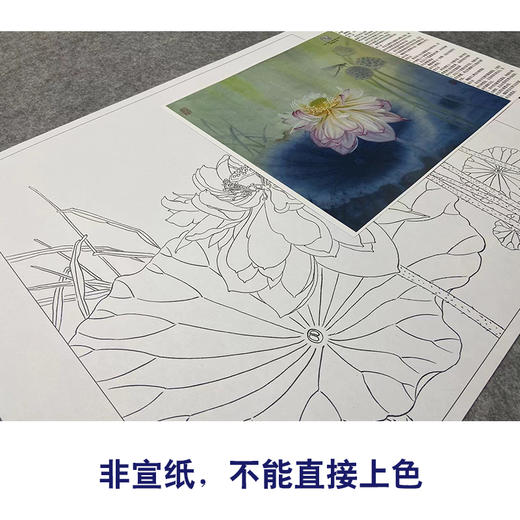 【大彩图】杨冬冬工笔画白描底稿小品《夜月幽梦》荷花临摹勾线花鸟线稿HD19 商品图2