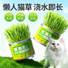 麦斯蒂植高无上懒人猫草罐装 浇水即长 小麦苗猫咪零食化毛球 商品缩略图1