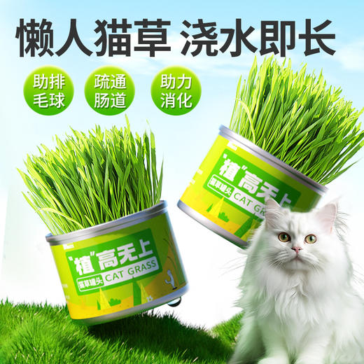 麦斯蒂植高无上懒人猫草罐装 浇水即长 小麦苗猫咪零食化毛球 商品图1