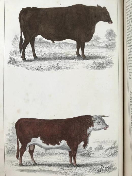 约19世纪后期 戈德史密斯《地球与自然史》（卷1） 数十幅手工上色版版画插图 真皮精装16开 商品图10