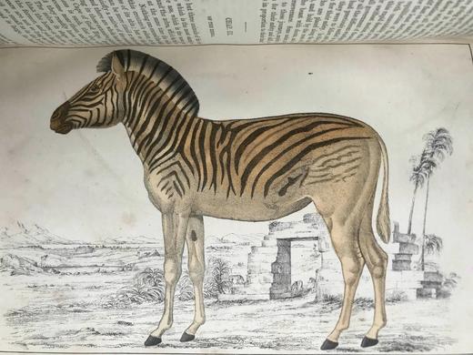 约19世纪后期 戈德史密斯《地球与自然史》（卷1） 数十幅手工上色版版画插图 真皮精装16开 商品图7