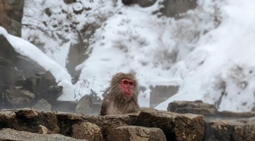 新宿出发 雪猴 1天巴士之旅【需二次确认】B-0030 商品图3