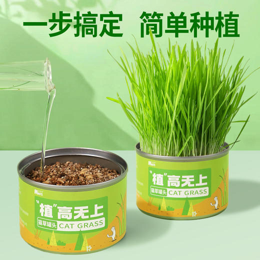 麦斯蒂植高无上懒人猫草罐装 浇水即长 小麦苗猫咪零食化毛球 商品图3