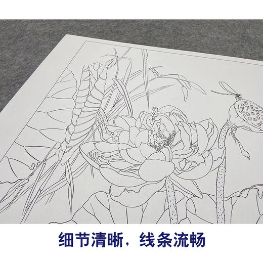 【大彩图】杨冬冬工笔画白描底稿小品《妍姿俏丽》荷花临摹勾线花鸟线稿HD21 商品图4
