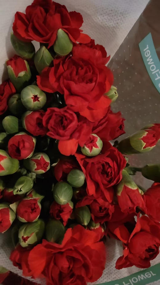 【稀有系列】多丁康乃馨-（茉莉）红色 约20枝/扎 商品图5