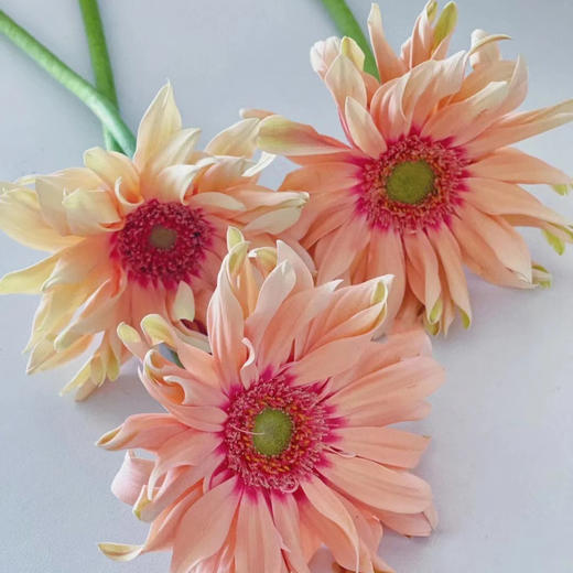 亚丁丨品牌弗朗菊丨10支 商品图2