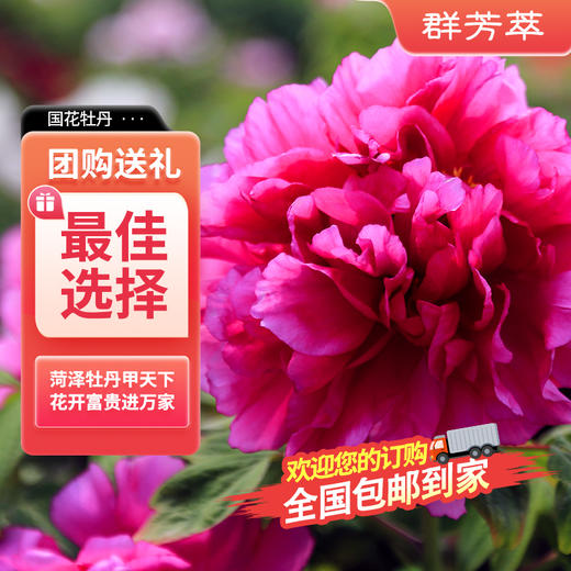 菏泽牡丹 花大色艳 花姿绰约 韵压群芳 商品图1