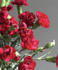 【稀有系列】多丁康乃馨-（茉莉）红色 约20枝/扎 商品缩略图3