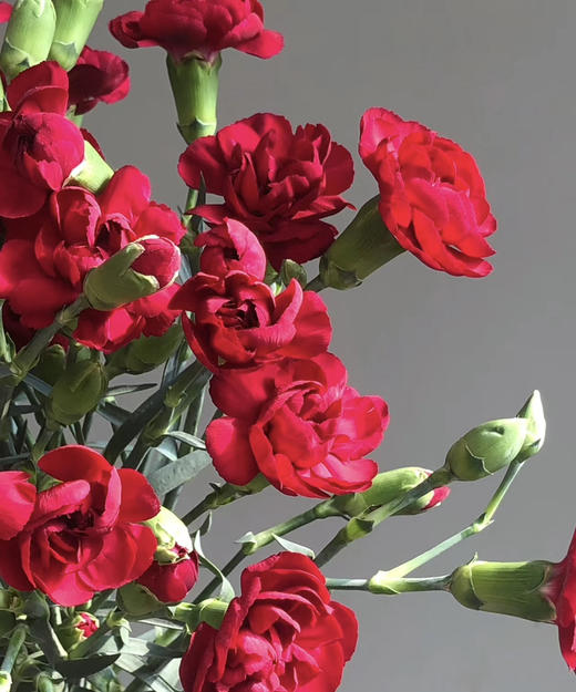 【稀有系列】多丁康乃馨-（茉莉）红色 约20枝/扎 商品图3