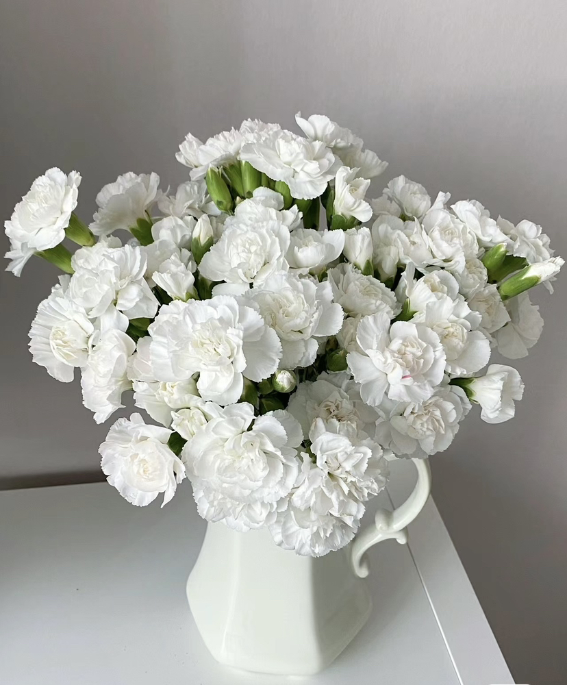 【稀有系列】多丁康乃馨-茉莉（白色）约20枝/扎