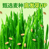 麦斯蒂植高无上懒人猫草罐装 浇水即长 小麦苗猫咪零食化毛球 商品缩略图5