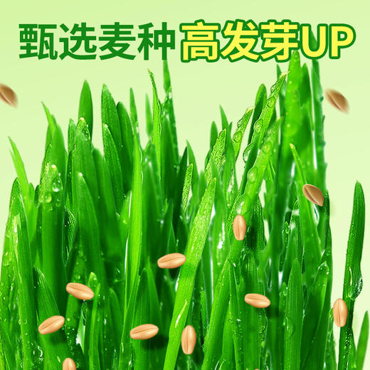 麦斯蒂植高无上懒人猫草罐装 浇水即长 小麦苗猫咪零食化毛球 商品图5