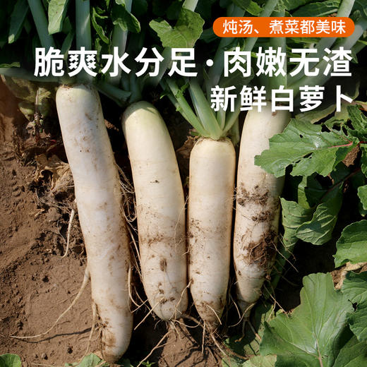 农家种植新鲜白萝卜 水份多 不发糠  新鲜蔬菜  萝卜 1.5斤 商品图0